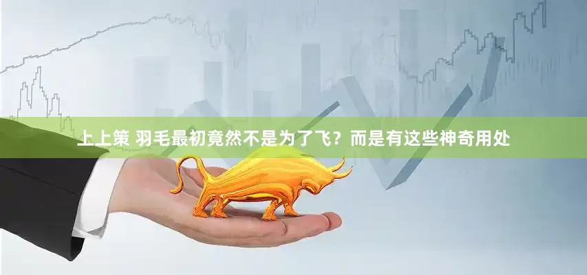 上上策 羽毛最初竟然不是为了飞？而是有这些神奇用处