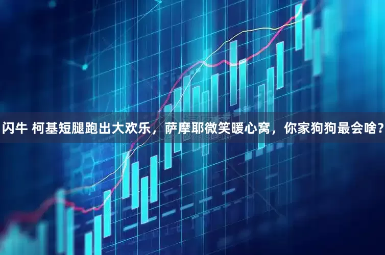 闪牛 柯基短腿跑出大欢乐，萨摩耶微笑暖心窝，你家狗狗最会啥？